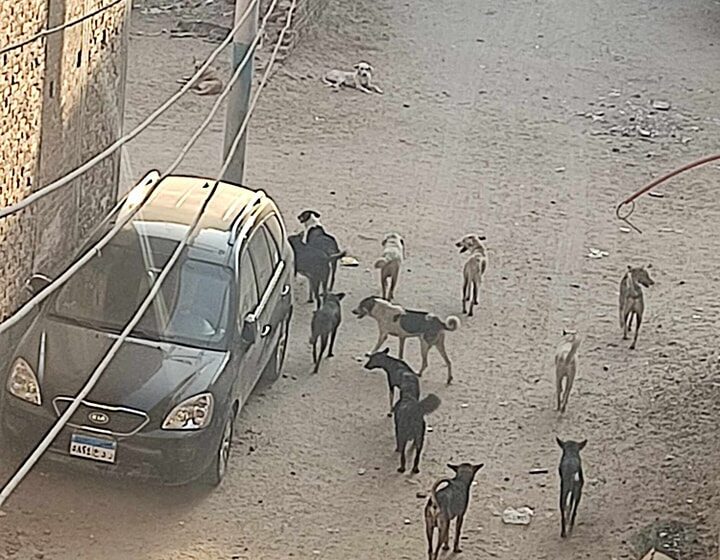 تزايد الكلاب الضالة يفزع سكان كفر النجدي بأبوكبير