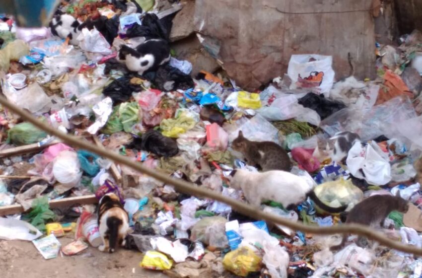  مطالب برفع القمامة من قرية العصلوجي بالزقازيق