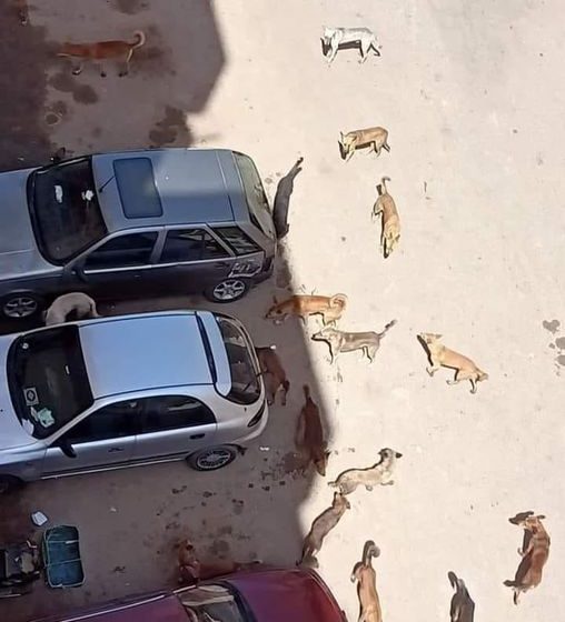  سكان طوخ القراموص بأبوكبير يستغيثون من تزايد أعداد الكلاب الضالة