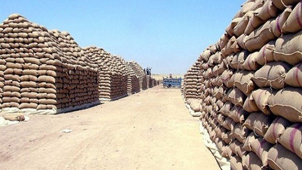  مسؤول بالتموين: استيراد القمح في ظل زيادة أسعاره ينذر بكارثة