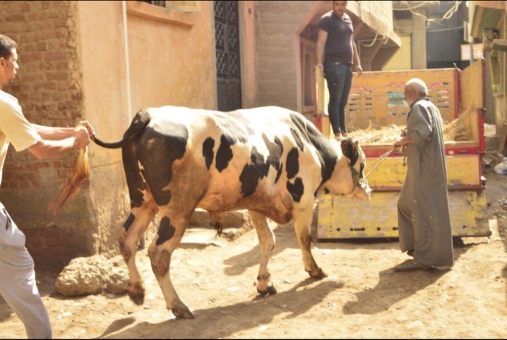  أسعار الأعلاف ترتفع 30% رغم تراجع المبيعات 50%