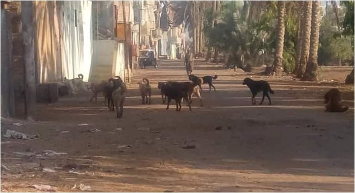 انتشار الكلاب الضالة بقرية الباشا بأولاد صقر كابوس يهدد الأهالي