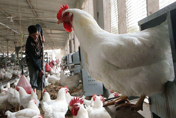  الطن يلامس 9 ‏آلاف جنيه.. ارتفاع أسعار الأعلاف وزيادة مرتقبة للدواجن