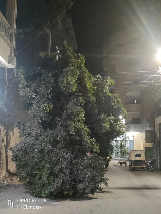  تهدد حياة المارة.. سقوط شجرة على أسلاك الكهرباء بأبوكبير