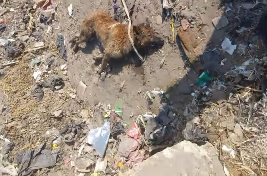  كلب مسعور يعقر عددًا من المواطنين بصان الحجر